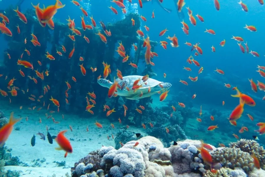 Paradise Island Snorkeling Trip Full-Day from Hurghada